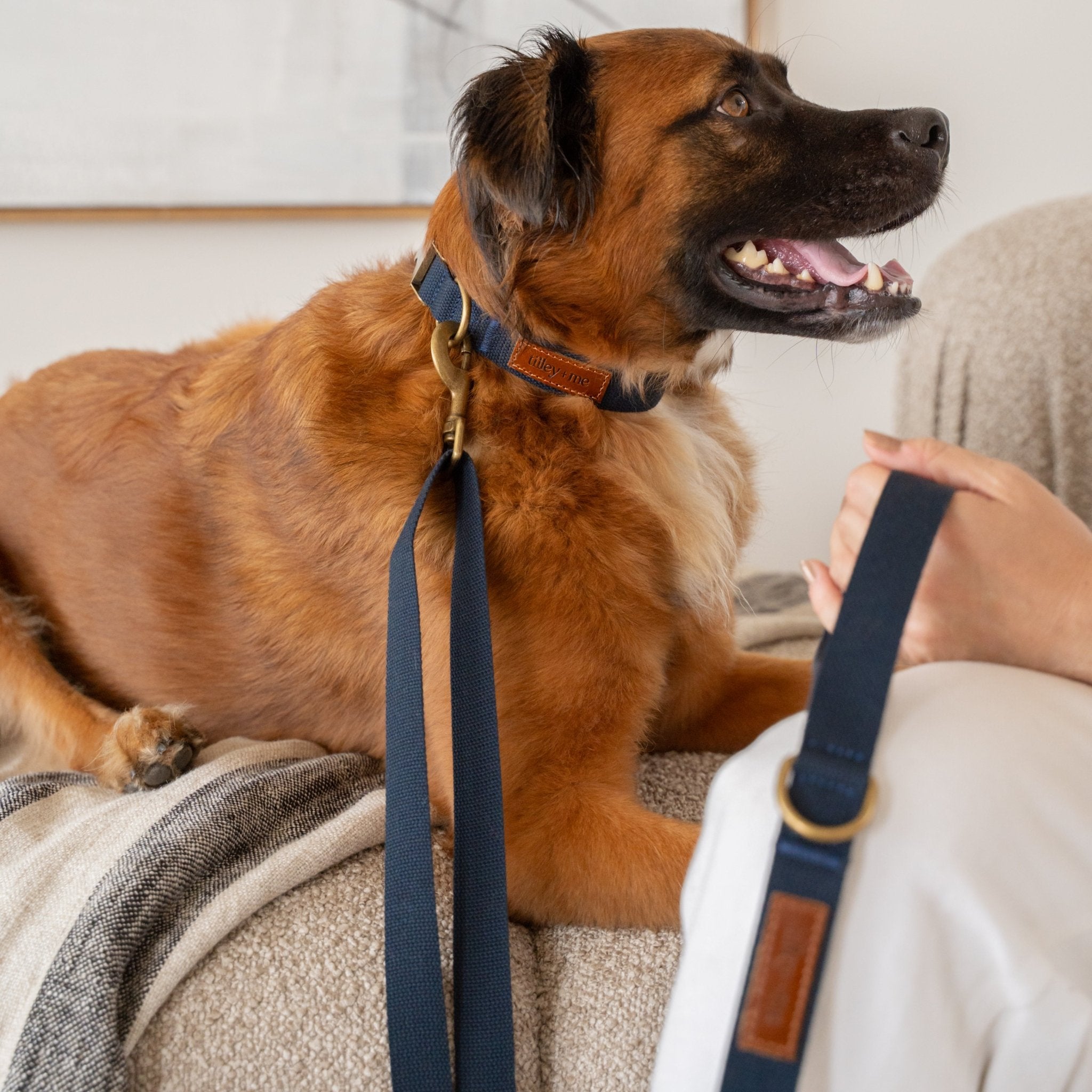 Hemp Cotton Dog Leash - Durable, Sustainable, Adjustable, Lightweight & Soft