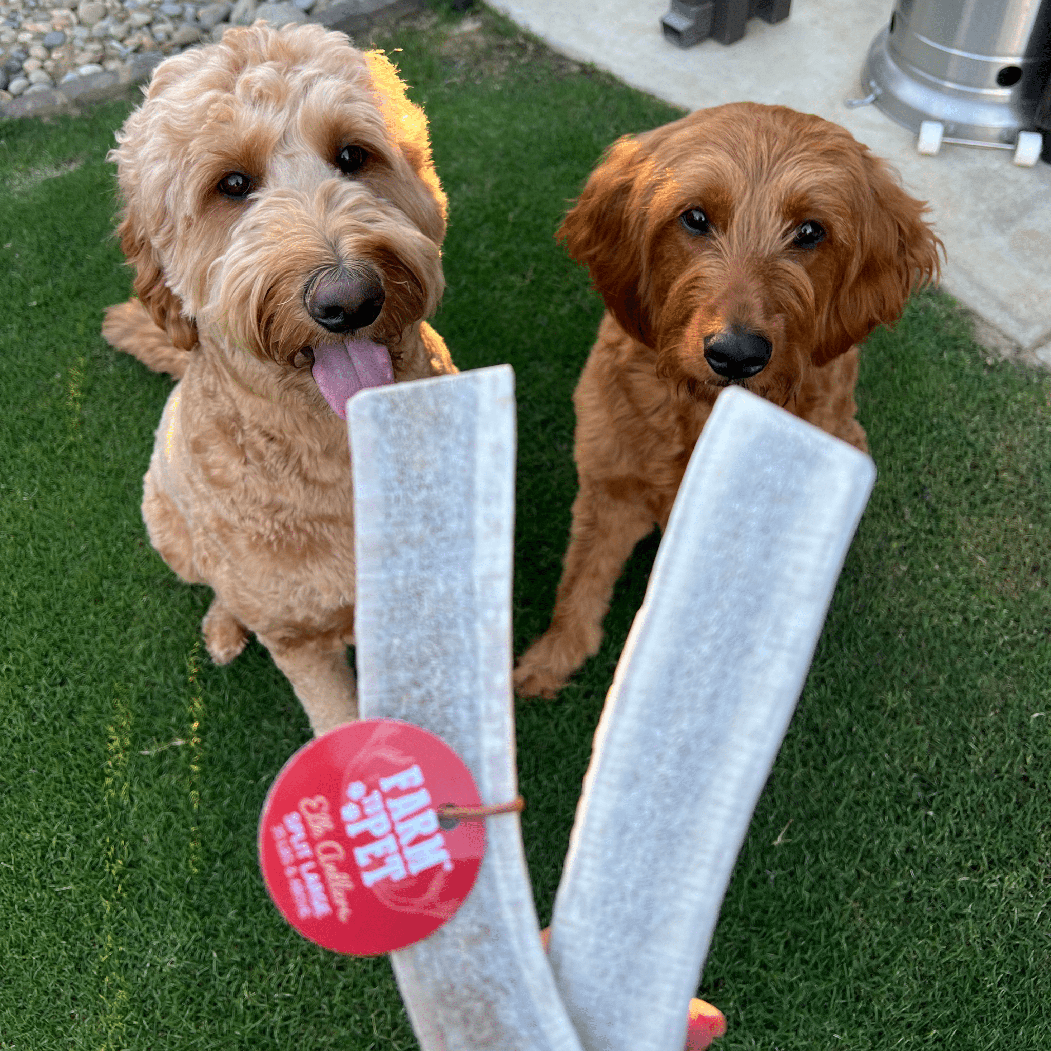 Elk Antler Dog Chews | All-Natural Whole and Split Elk Antler Chews for Dogs