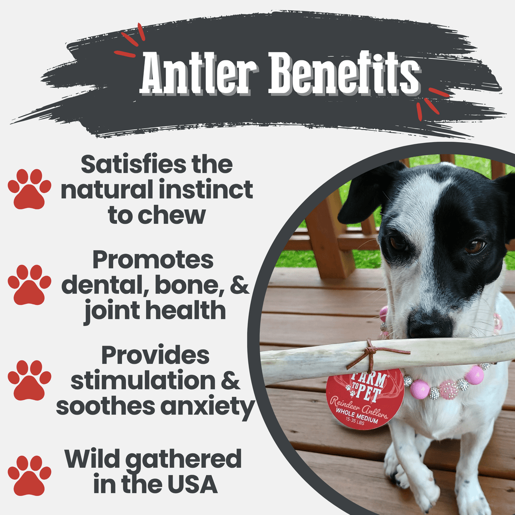 Reindeer Antler Dog Chews | Organic Chews for Dogs