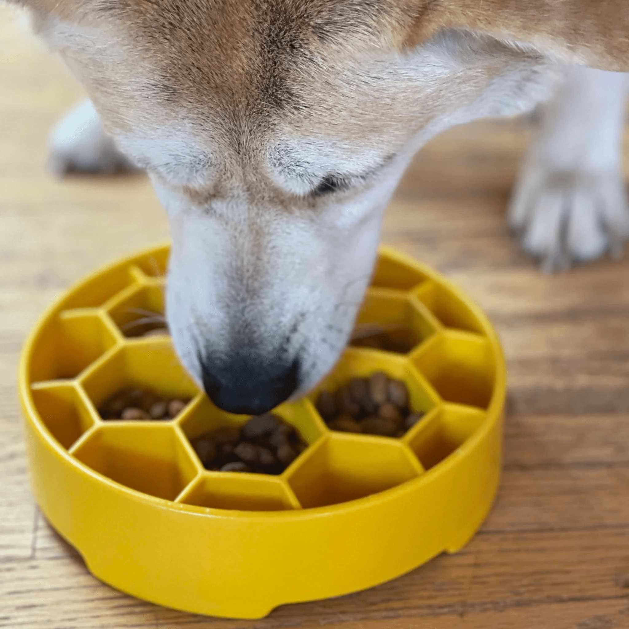 Slow Feeder Dog Bowls