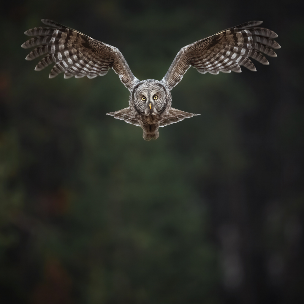 Great Grey Flight Owl Hat