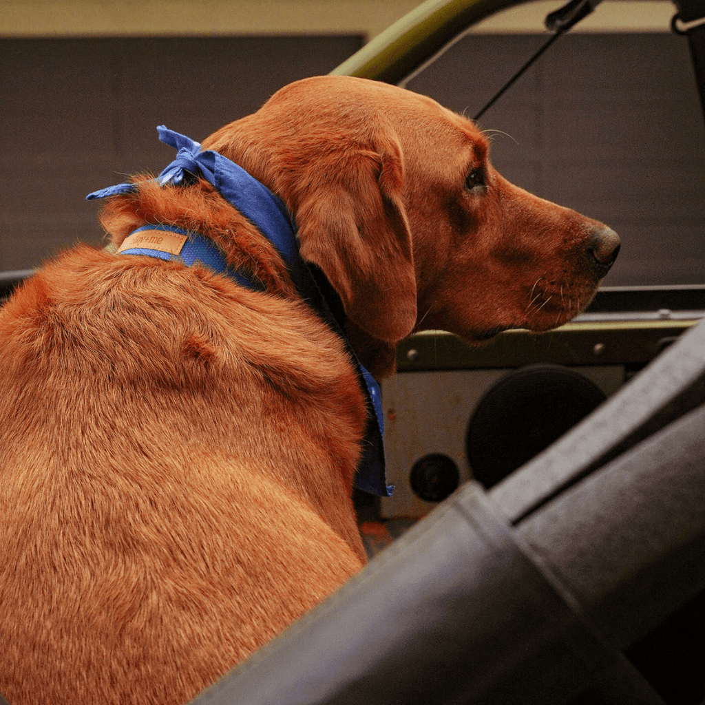 Hemp Cotton Dog Collar - Durable, Sustainable, Adjustable, Lightweight & Soft