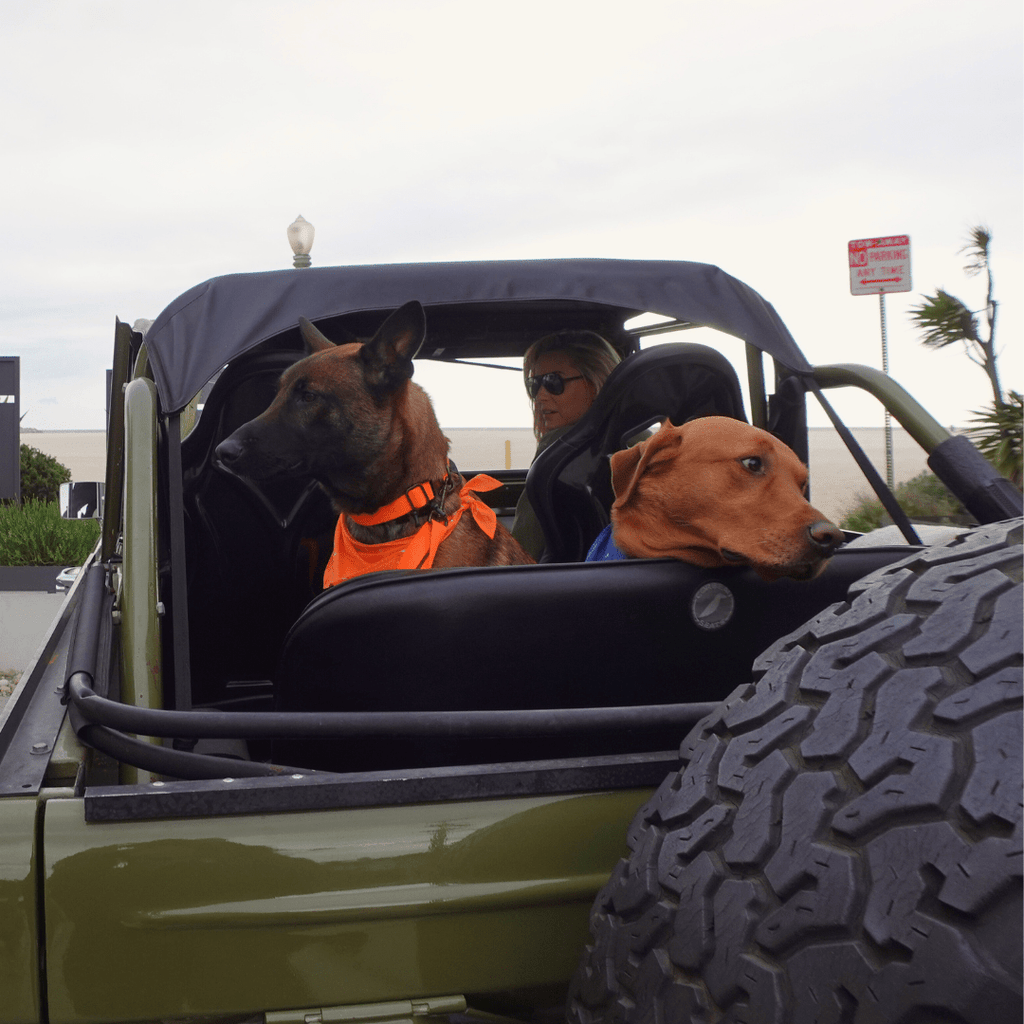 Hemp Cotton Dog Collar - Durable, Sustainable, Adjustable, Lightweight & Soft