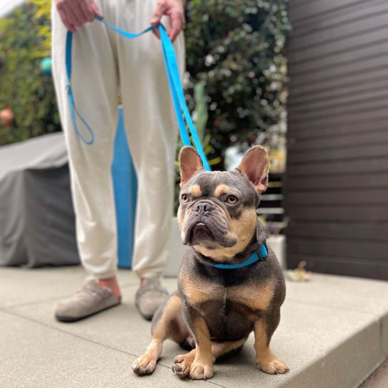 Hemp Cotton Dog Collar - Durable, Sustainable, Adjustable, Lightweight & Soft