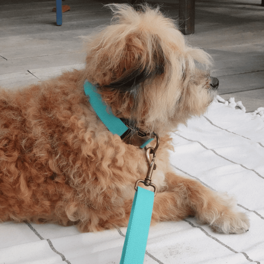 Hemp Cotton Dog Leash - Durable, Sustainable, Adjustable, Lightweight & Soft